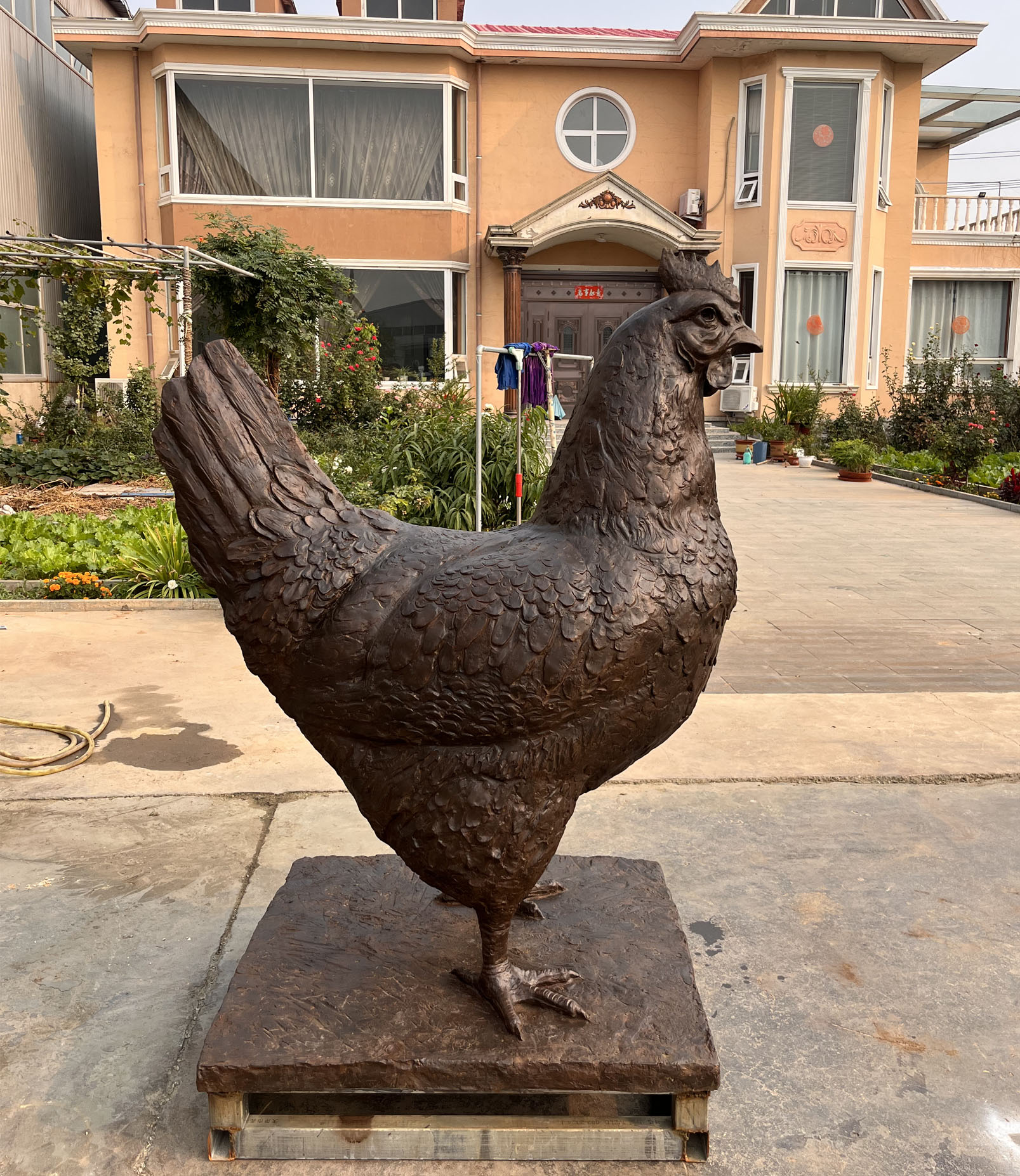 Chicken