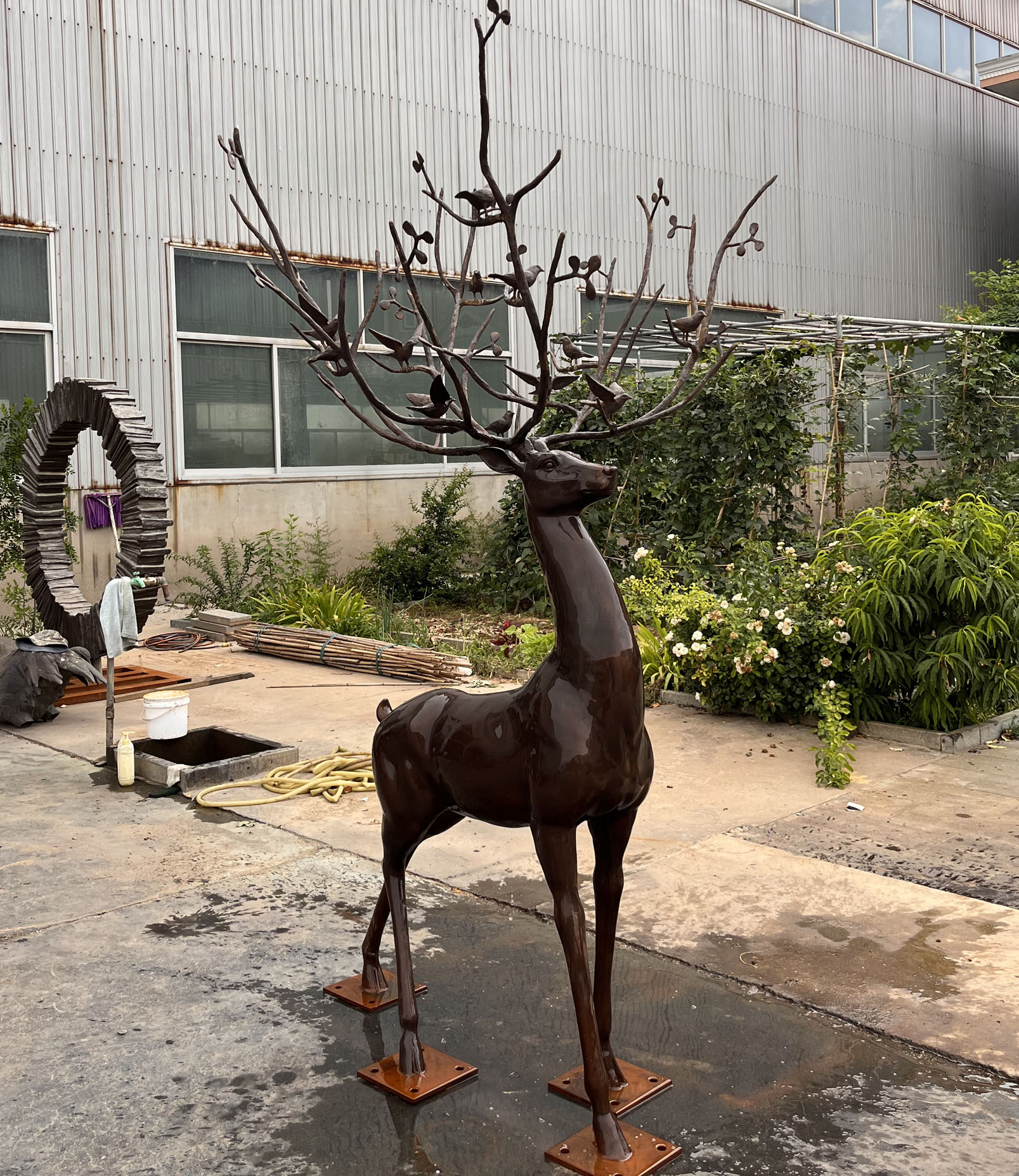 Deer